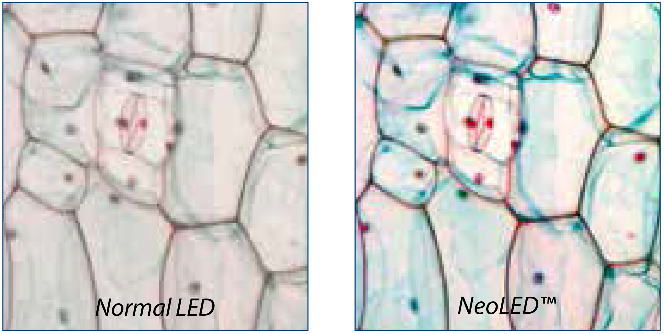 ISCOPE_neoled